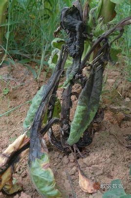 煙草低頭黑病 成因、癥狀與防治策略